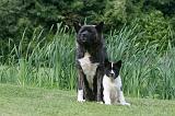 AKITA AMERICAIN 505